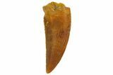 Serrated, Raptor Tooth - Real Dinosaur Tooth #135163-1